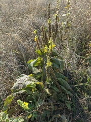 Verbascum ovalifolium