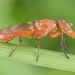 Zacompsia - Photo (c) skitterbug,  זכויות יוצרים חלקיות (CC BY), הועלה על ידי skitterbug