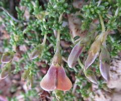 Aspalathus horizontalis