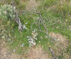 Aspalathus horizontalis