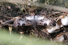 Chiomara georgina
