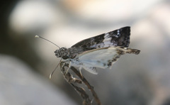Chiomara georgina
