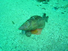 Africofusus ocelliferus