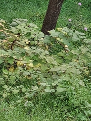 Rubus phoenicolasius