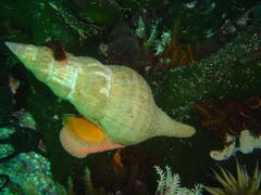 Africofusus ocelliferus