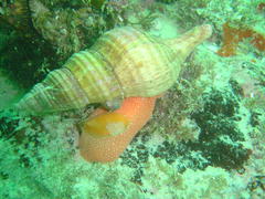 Africofusus ocelliferus
