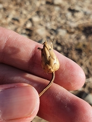 Mantisalca salmantica