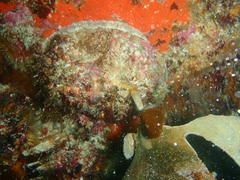 Haliotis midae