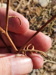 Mantisalca salmantica