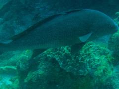 Umbrina ronchus