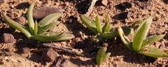 Bulbine succulenta
