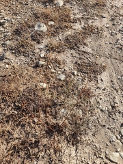 Mantisalca salmantica