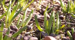 Bulbine succulenta