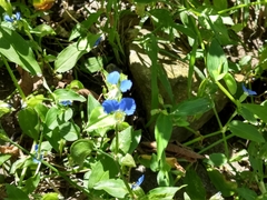 Commelina communis