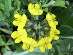 Zebra plant (Lipozygis)