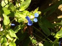 Commelina communis