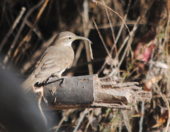 Upucerthia dumetaria