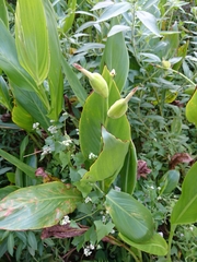 Canna flaccida
