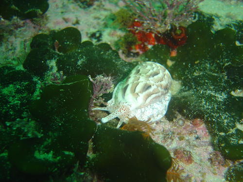 Marginella nebulosa