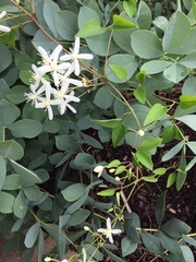 Clematis flammula