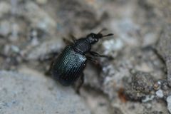 Chonostropheus tristis