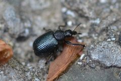 Chonostropheus tristis