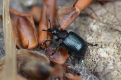 Chonostropheus tristis