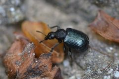 Chonostropheus tristis