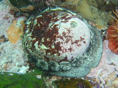 Haliotis spadicea