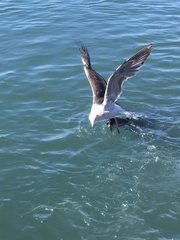 Larus dominicanus