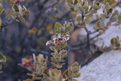 Agathosma adenandriflora