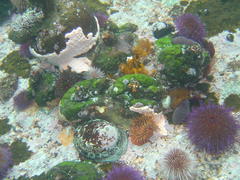 Haliotis spadicea