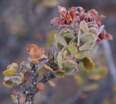 Agathosma adenandriflora