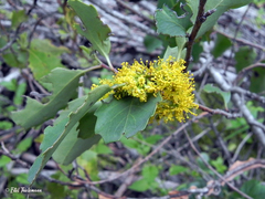 Azara petiolaris