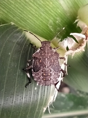 Halyomorpha halys