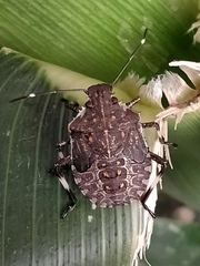 Halyomorpha halys