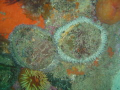 Haliotis midae