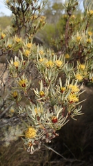 Leucadendron meyerianum