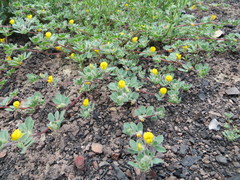 Acmispon brachycarpus