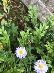 Epistrophe grossulariae