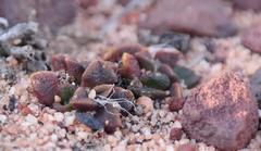 Anacampseros retusa