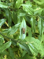 Epistrophe grossulariae