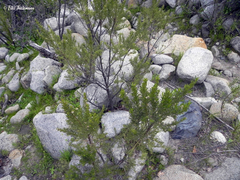 Baccharis linearis