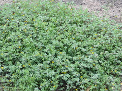 Acmispon brachycarpus