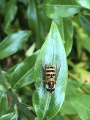 Epistrophe grossulariae