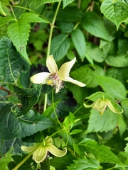 Clematis tangutica