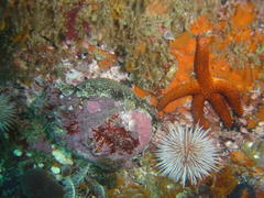 Haliotis spadicea