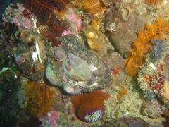 Haliotis spadicea
