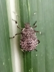Halyomorpha halys