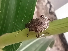 Halyomorpha halys
